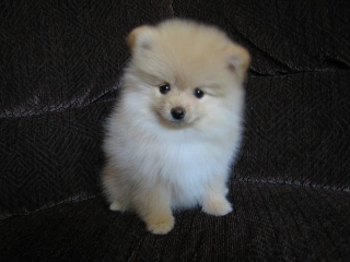 Lovely Pomeranian Puppies ..contact- us at-707377-8057..